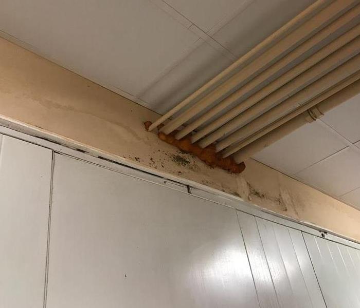 mold on ceiling of commercial building