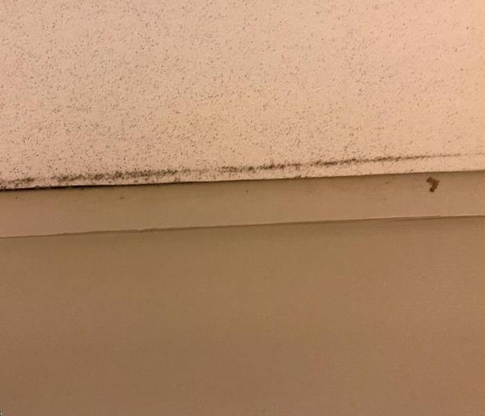 microbial growth on ceiling